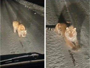 Это трасса Огоджа  Февральск Тигр дал записать себя на видео и запутал следы