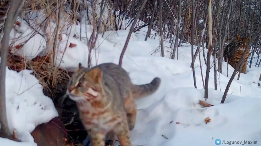 Романтическая прогулка пары амурских лесных котов попала на видео