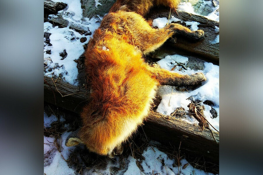 На садовом участке около Благовещенска обнаружили мертвую лису Чем это опасно 