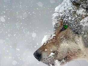 В Амурской области пойдет снег прогноз погоды на 20 января