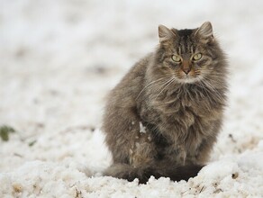 Сильный ветер ночью до минус 43 прогноз погоды в Приамурье на 24 января