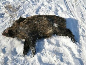 Они его нашли Злостные браконьеры из Свободного задержаны с тушей кабана