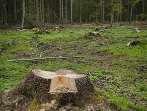 В Архаринском районе предприятие причинило ущерб амурскому лесу на 3 миллиона 200 тысяч рублей