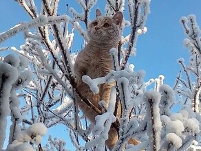 Весна близко прогноз погоды в Амурской области на 7 февраля